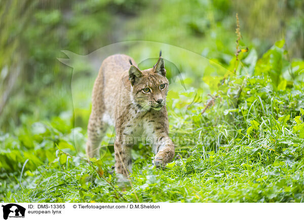 Europischer Luchs / european lynx / DMS-13365