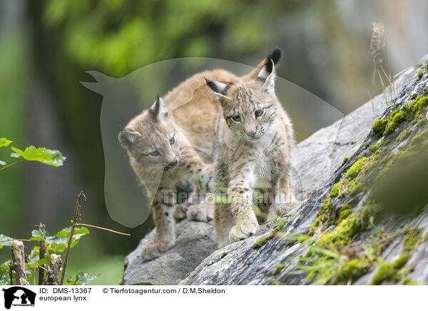 Europischer Luchs / european lynx / DMS-13367