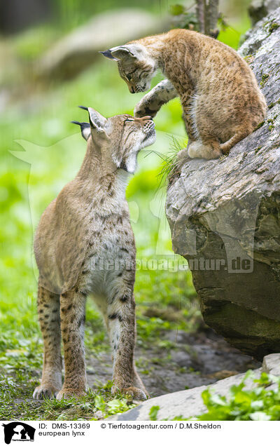 Europischer Luchs / european lynx / DMS-13369
