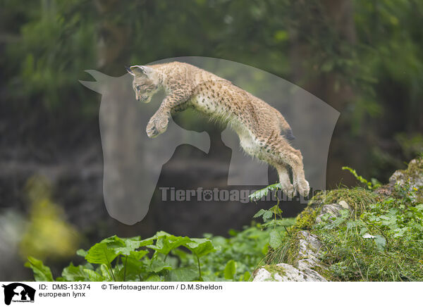 Europischer Luchs / european lynx / DMS-13374