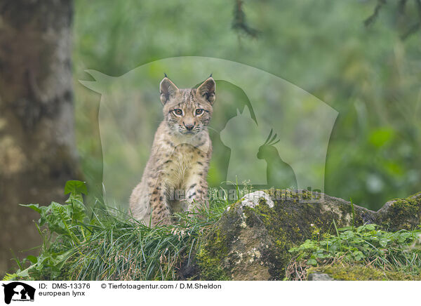 Europischer Luchs / european lynx / DMS-13376