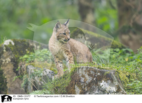 Europischer Luchs / european lynx / DMS-13377