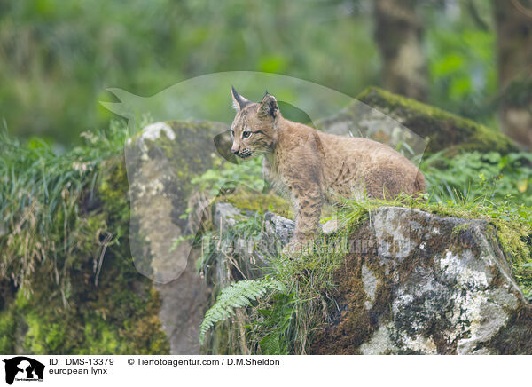Europischer Luchs / european lynx / DMS-13379