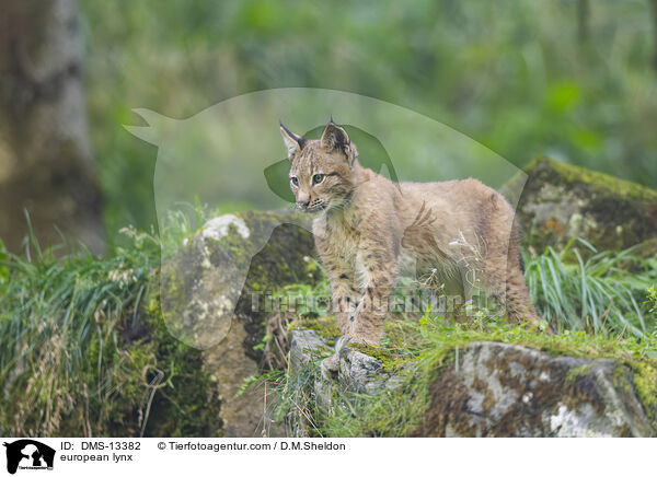 Europischer Luchs / european lynx / DMS-13382