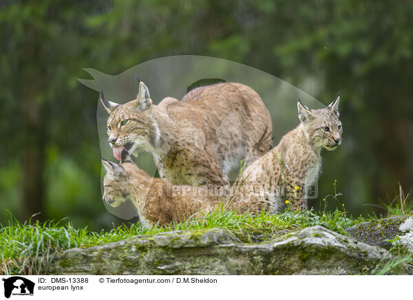 Europischer Luchs / european lynx / DMS-13388
