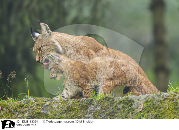 Europischer Luchs / european lynx / DMS-13391