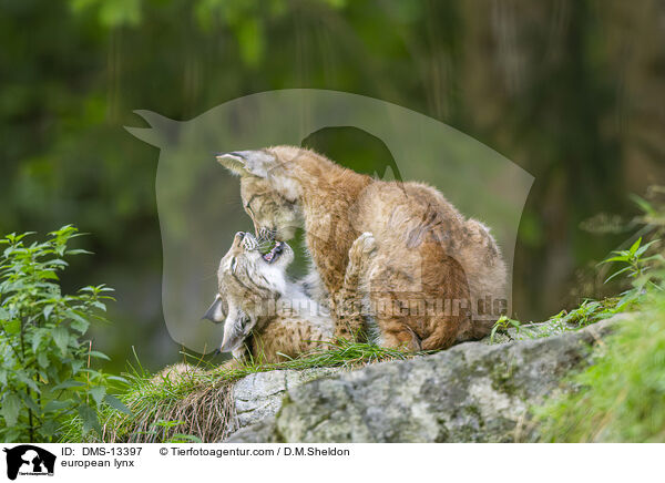 european lynx / DMS-13397