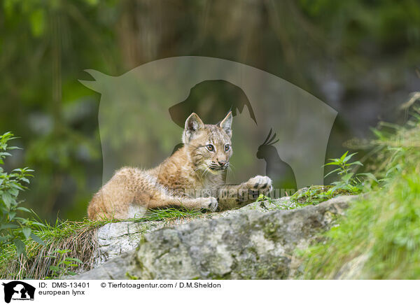 Europischer Luchs / european lynx / DMS-13401