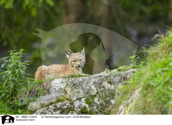 Europischer Luchs / european lynx / DMS-13404