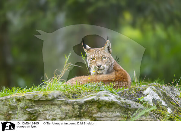 Europischer Luchs / european lynx / DMS-13405