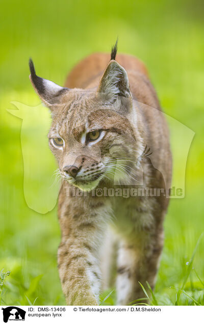 Europischer Luchs / european lynx / DMS-13406