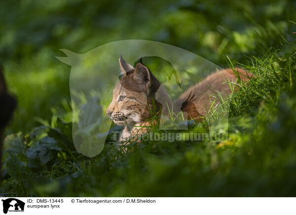 Europischer Luchs / european lynx / DMS-13445
