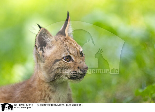 Europischer Luchs / european lynx / DMS-13447