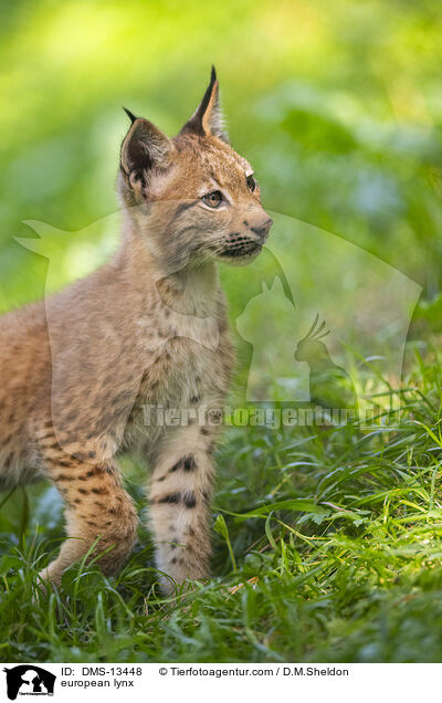 Europischer Luchs / european lynx / DMS-13448