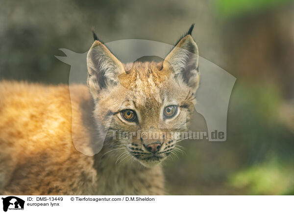 Europischer Luchs / european lynx / DMS-13449