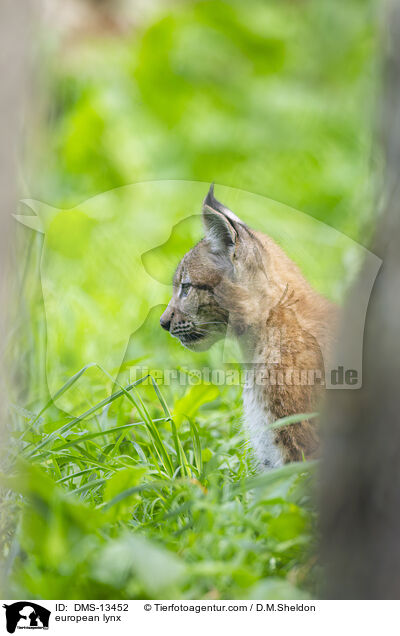 Europischer Luchs / european lynx / DMS-13452