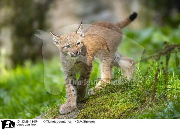 Europischer Luchs / european lynx / DMS-13454