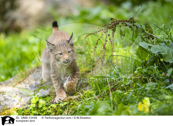 Europischer Luchs / european lynx / DMS-13456