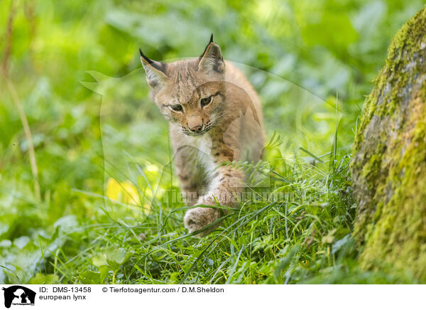 Europischer Luchs / european lynx / DMS-13458