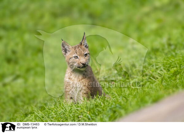 european lynx / DMS-13463