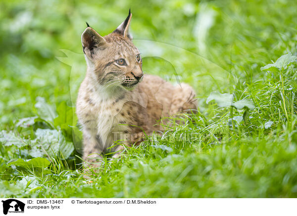 Europischer Luchs / european lynx / DMS-13467
