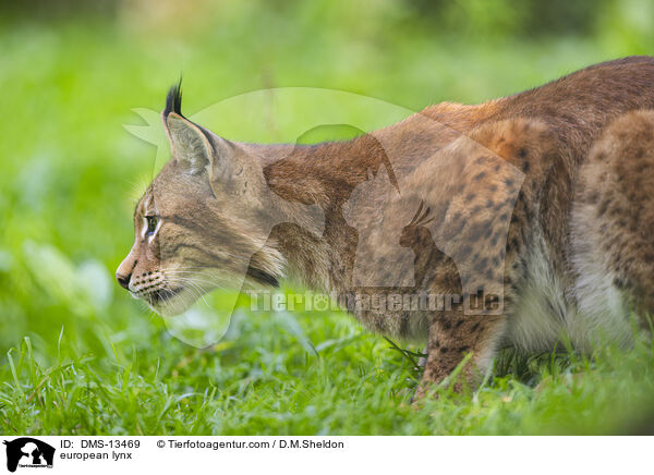 Europischer Luchs / european lynx / DMS-13469