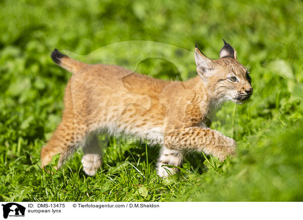 european lynx / DMS-13475