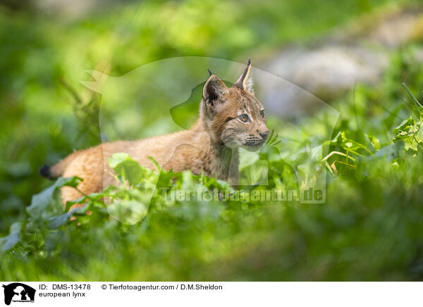 Europischer Luchs / european lynx / DMS-13478