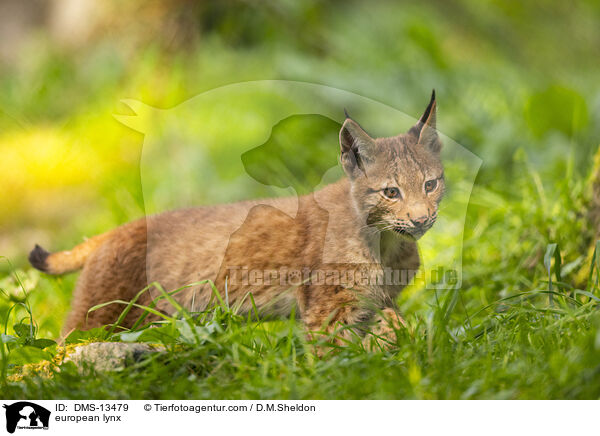 Europischer Luchs / european lynx / DMS-13479