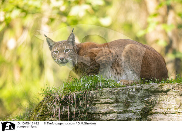 Europischer Luchs / european lynx / DMS-13482