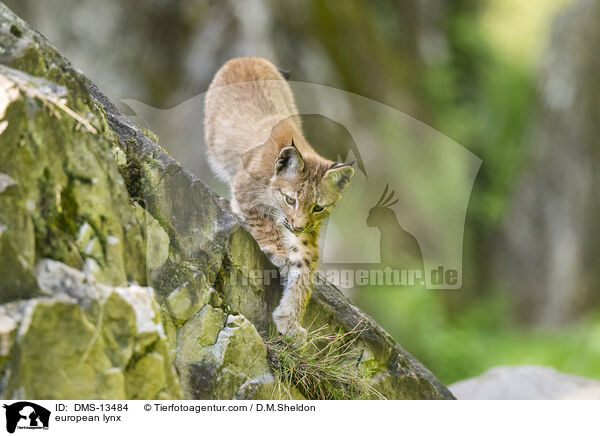 Europischer Luchs / european lynx / DMS-13484