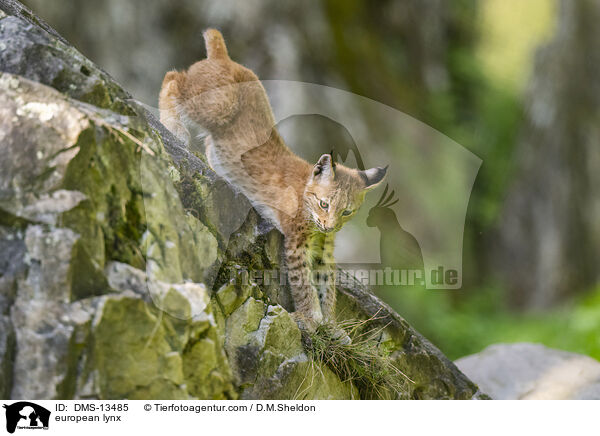 Europischer Luchs / european lynx / DMS-13485