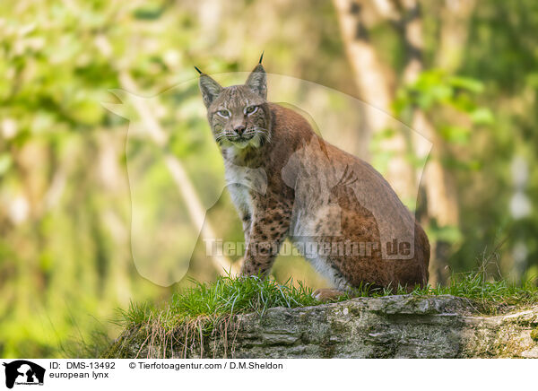 Europischer Luchs / european lynx / DMS-13492