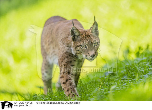 Europischer Luchs / european lynx / DMS-13496