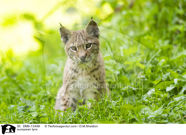 european lynx / DMS-13498