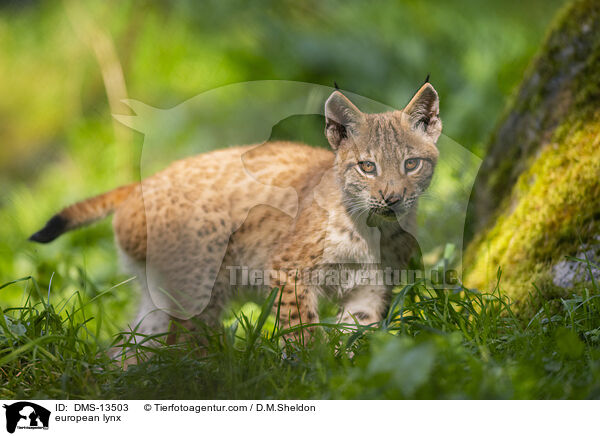Europischer Luchs / european lynx / DMS-13503
