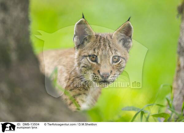 Europischer Luchs / european lynx / DMS-13504