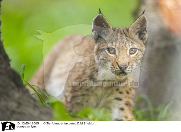 Europischer Luchs / european lynx / DMS-13505