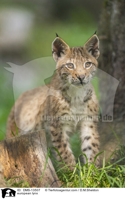 Europischer Luchs / european lynx / DMS-13507