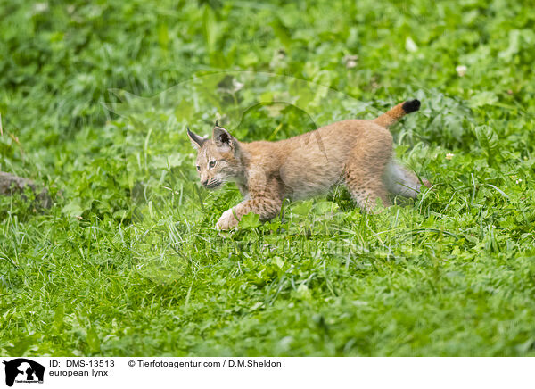 Europischer Luchs / european lynx / DMS-13513