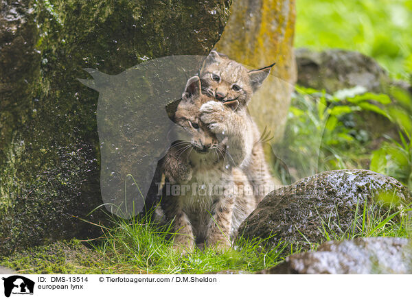 european lynx / DMS-13514