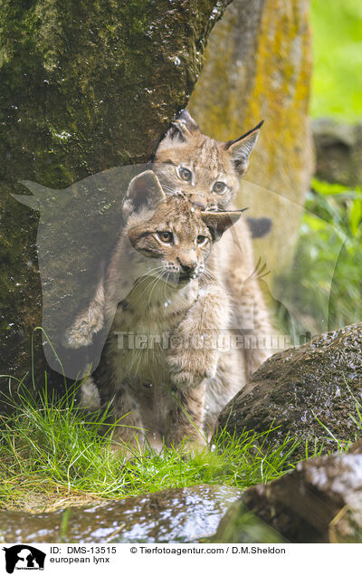 Europischer Luchs / european lynx / DMS-13515