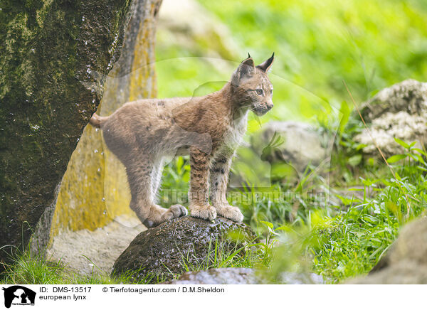 Europischer Luchs / european lynx / DMS-13517