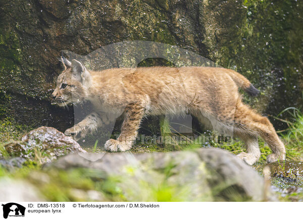 Europischer Luchs / european lynx / DMS-13518