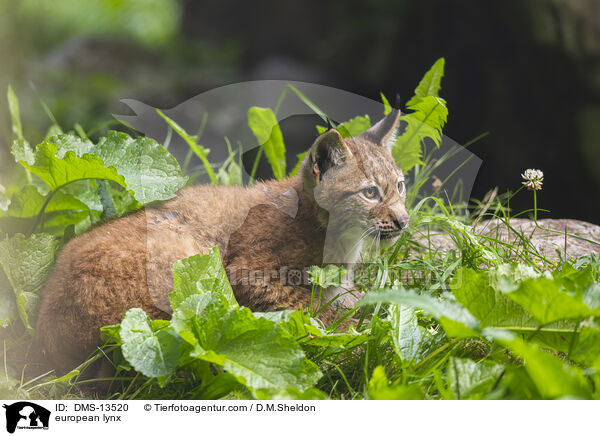 Europischer Luchs / european lynx / DMS-13520