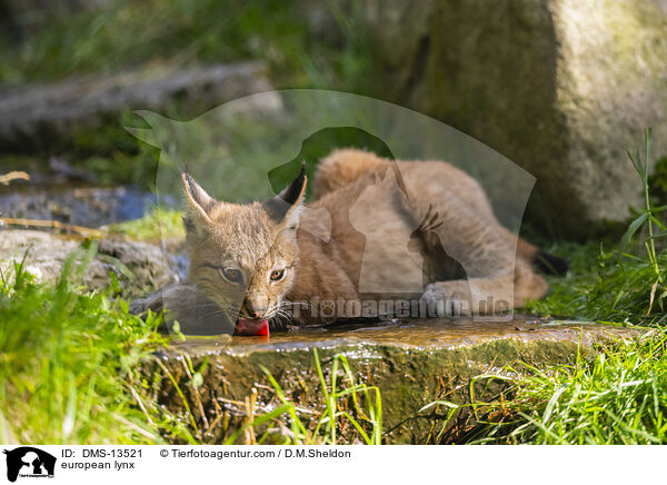 Europischer Luchs / european lynx / DMS-13521