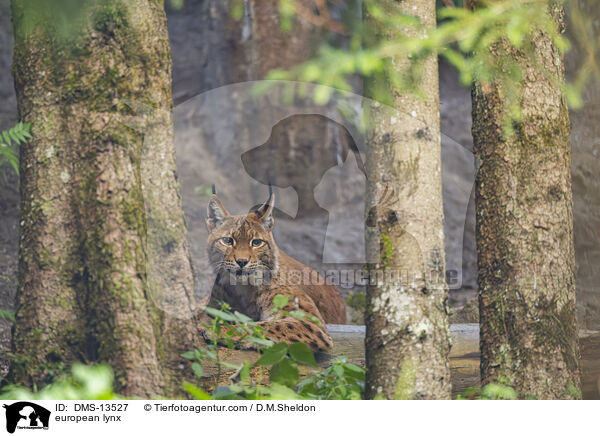 european lynx / DMS-13527