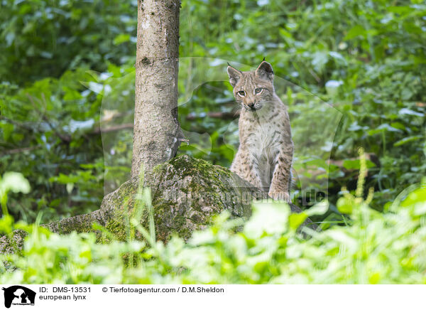 european lynx / DMS-13531