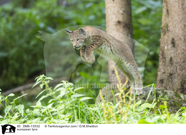 Europischer Luchs / european lynx / DMS-13532