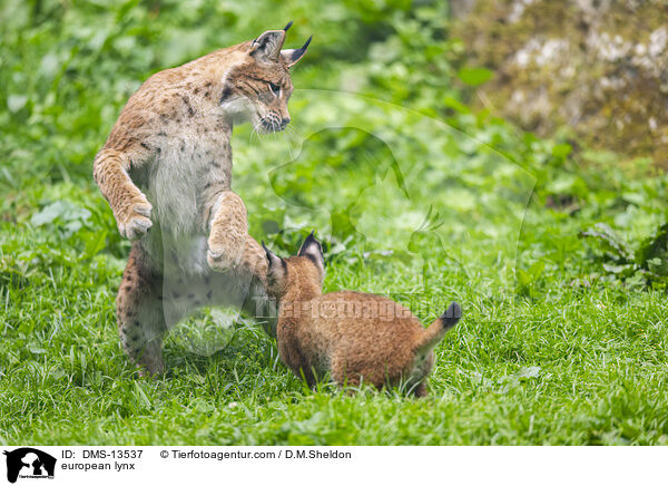 Europischer Luchs / european lynx / DMS-13537